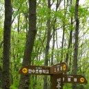 오월숲 Daum카페