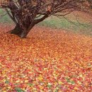 본촌초교 이미지