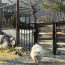 원광대학교 법학전문대학원 | 올해 벚꽃은 다 보고도 남은 벚꽃 범벅 4월 첫째 주여라+ 대전 애견동반 글램핑 '캠프향기'