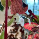 타이니젬 이미지