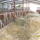 한우사육농장 이미지