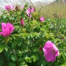 구름포해수욕장 이미지