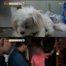 동물농장 이미지