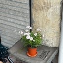 봉산카페 | 대구 봉산동 카페 조르바 봉산(ZORBA) 내돈내산 솔직후기