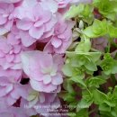 도피오DOPPIO 이미지