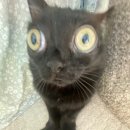 엘리스파이 이미지