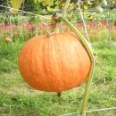 호박 (식물) [pumpkin]과 호박씨(남과인)의 효능 이미지