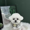 다시오개 이미지