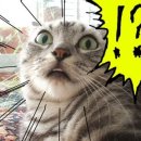 메차쿠차호탄점 이미지