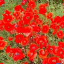 (주) 지닌 이미지