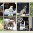 냥냥민박 이미지