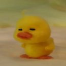 8월의 강아지 이미지