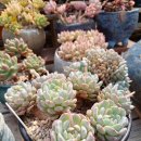 화이트팜(주) 이미지