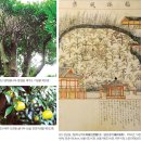 금규 | ⑬ 왕공王公의 과일, ‘귤’