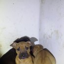 강생이네 이미지