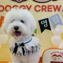 도기크루 이미지