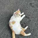 건강보험공단 | 🔥2025년 하반기 건강보험공단 최합 후기📖🔥