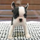 빅뱅켄넬 | 보스턴테리어 &#34;샤샤&#34; 강아지분양