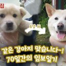 귀염둥이 덩큰이 모찌, 집밥 먹는 소식입니다 ~ 이미지