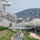 문경시내버스터미널(옥내1) | 문경 가볼만한 곳. 산책하기 좋은 벚꽃 명소 모전천 벚꽃구경 등 이용안내 소개