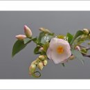 바람의속삭임 이미지