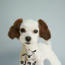 브라운 펫살롱 이미지