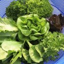 샐러드야 이미지