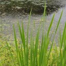 (주)사조대림 칠서공장 이미지