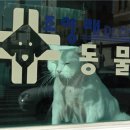 조양래 동물병원 미용실 이미지