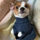 개린이세상 이미지