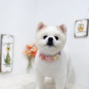 쿨독펫샵 이미지