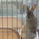 버니키스(Bunny Kiss) 이미지