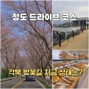 오브제토 | 청도 벚꽃 명소 각북면 벚꽃길 실시간 상황+ 대형카페오브제토 당일 드라이브코스 후기