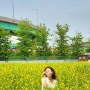 오성농원 | 4월,5월 유채꽃밭 인생사진 남기러 가자! 전국 유채꽃밭 명소 추천