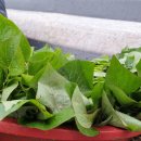 여주-0417 이미지