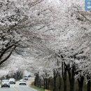 대청호 벚꽃축제는 세상에서 가장 긴 벚꽃길 이미지