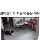 영악한 보더컬리 넘들 이미지