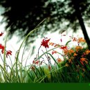 흔들리며 피는 꽃 이미지