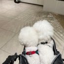 몰리스펫샵 스타필드시티 위례점 이미지