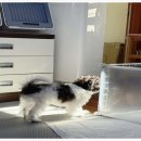 부산강아지분양 유독 이미지