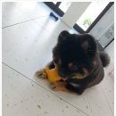 굿데이멍 이미지