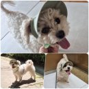 강아지썬캡 강아지눈 보호 내돈내산 안벗겨지는 콜레트멍멍 말차라떼 바나썬캡