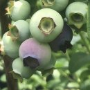 소가 행복한 농장 이미지