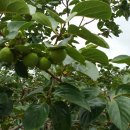 상원농장 이미지