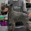 하이독애견미용학원