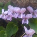 아시안 당구장 이미지