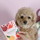 메리도프 이미지