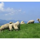 푸른초원 이미지