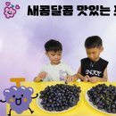 새콤달콤 맛있는 포도🍇 이미지