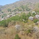 산꽃로 이미지